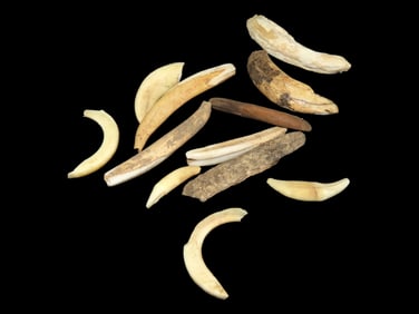 Selection of Teeth found in Central, Missouri out of Relic Cox, EX Steve Lee