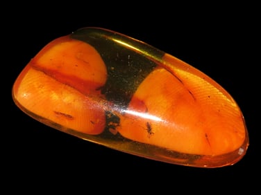 7X5" Baltic Amber with Insect Card