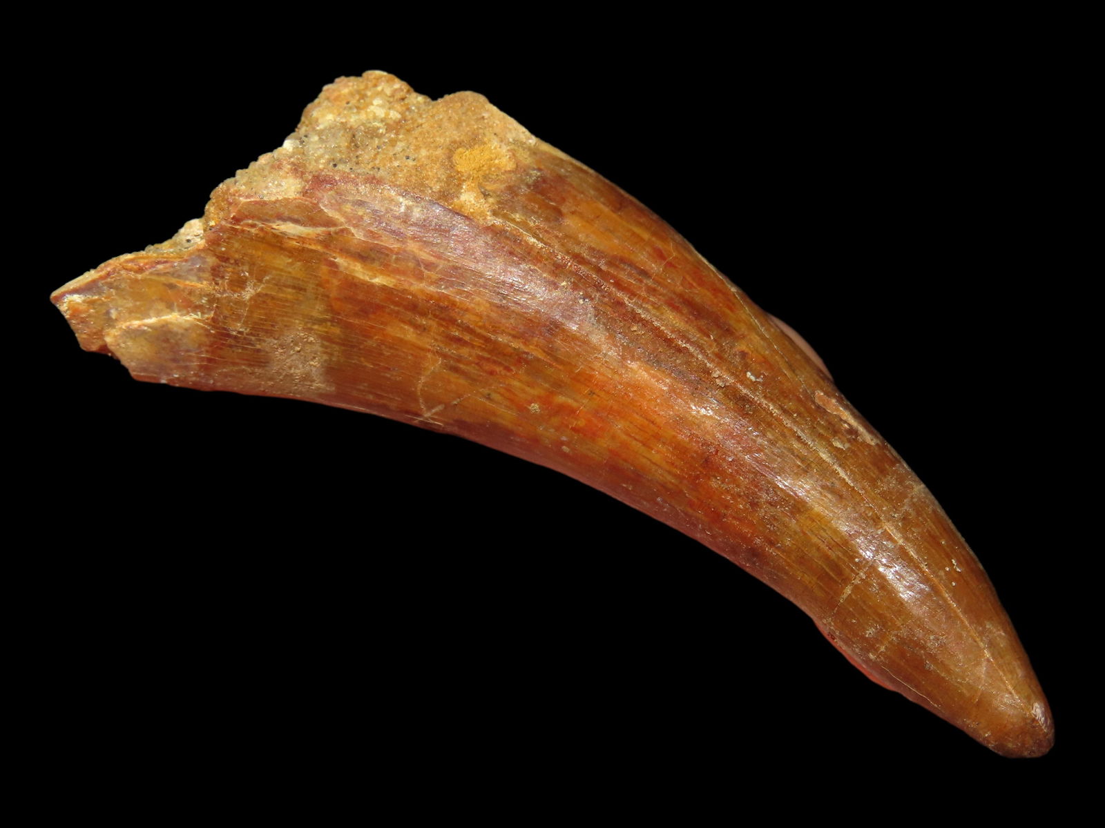 2 1/2" Spinosaurus Dinosaur Tooth Fossil, Late Cretaceous Kem Kem Beads, Morocco: 2 1/2" Spinosaurus Dinosaur Tooth Fossil, Late Cretaceous Kem Kem Beads, Morocco