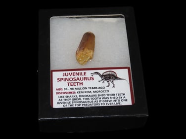 3X4" Frame with Juvenile Spinosaurus Teeth