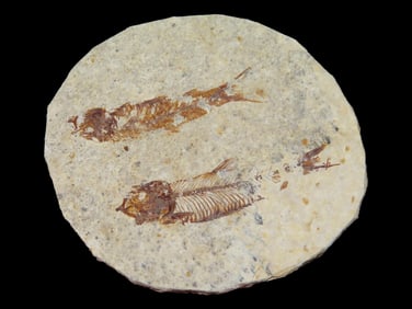 3 1/4" Fossilized Fish Fossil, Green River Formation, Kemmerer, Wyoming