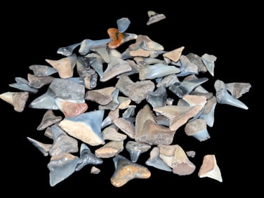 Grouping of Fossil Shark Teeth Found in Peace River Arcadia FL