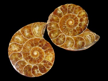 1 1/2" Sliced Ammonite and Polished Fossilized Ammonites