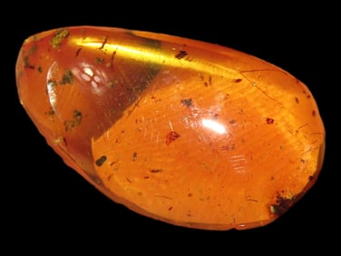 6 3/4" X 4 3/4" Insect Card with Amber, Insect from Burma