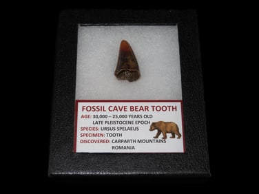 4 1/2" X 5 1/2" Frame with Fossil Cave Bear Tooth