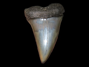 2 3/8" Fossilized Megalodon Sharks Tooth Florida