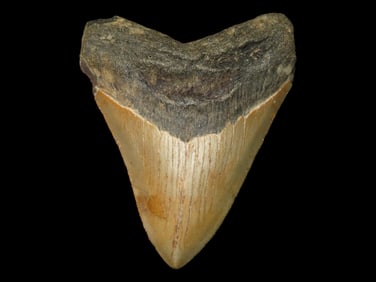 4 1/8" Fossilized Megalodon Sharks Tooth, Nice Example