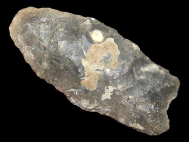 1 1/2" Paleo Pt., Colorado, Ex Robert Walter Collection