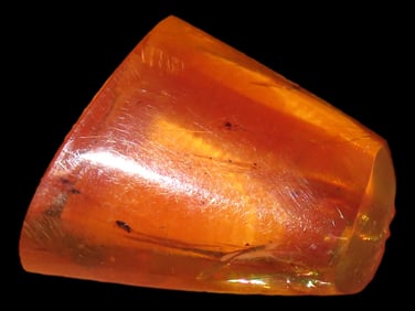 6X4" Card Containing Insect in Amber from Burma