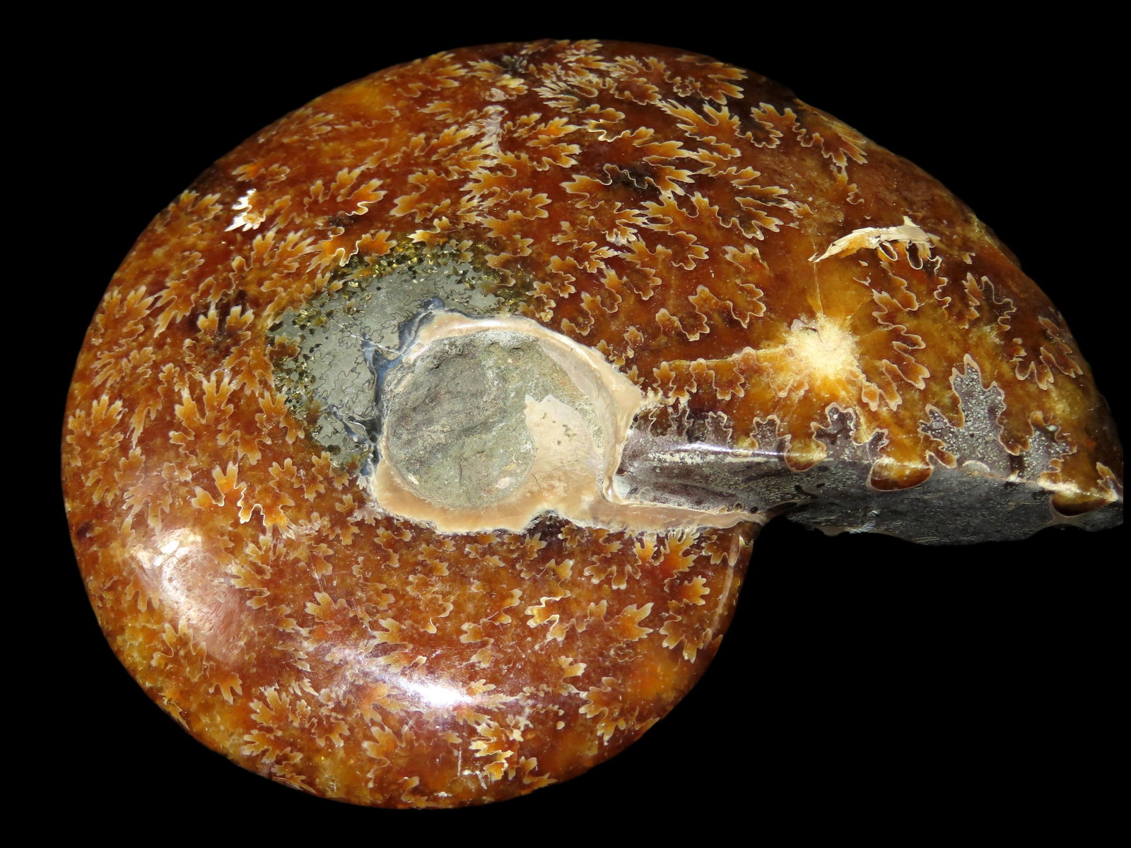 348 grams, Nicely Polished Dinosaur Era Fossilized Ammonite (1 of 2)
