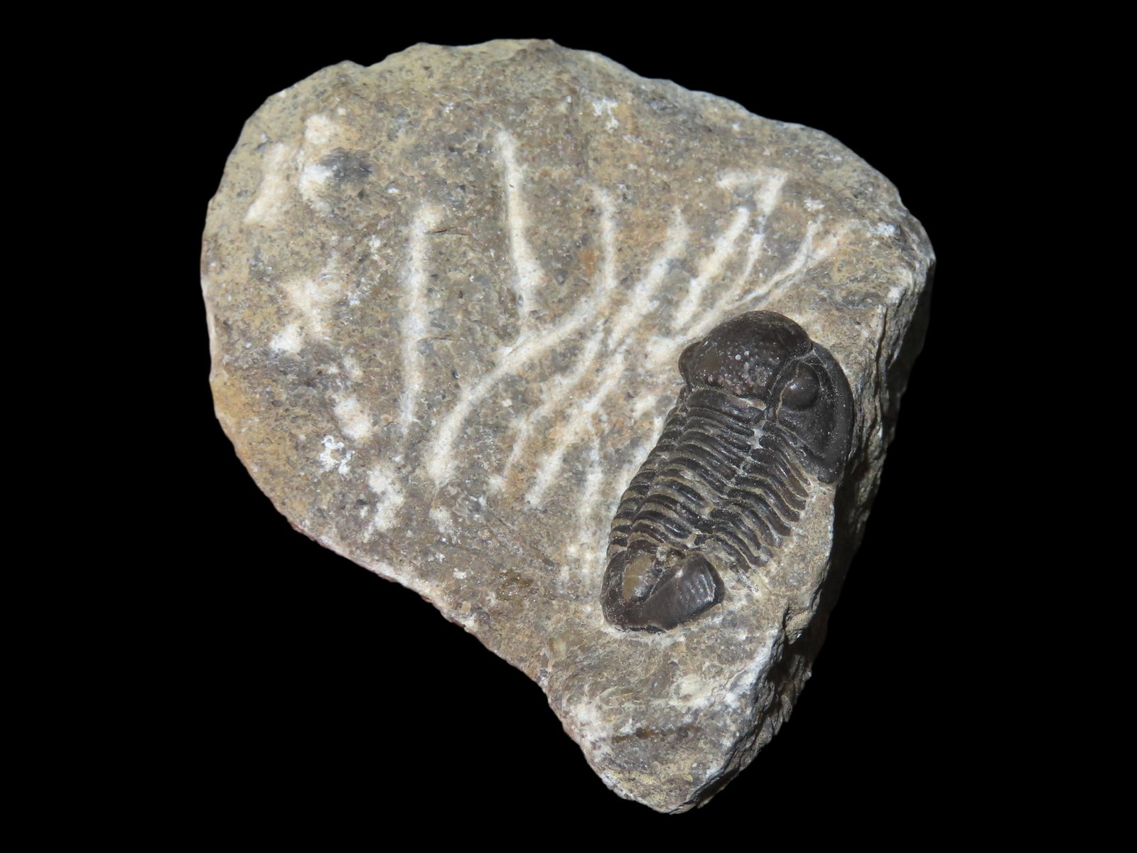 2X1 1/2" Fossilized Trilobite in Matrix, 145 Million Years (1 of 4)