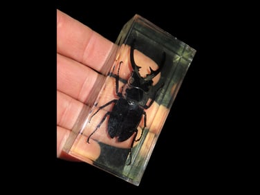 3 1/2" X 1 5/8" Stabilized Insect Specimen Stag Beetle, Western Europe