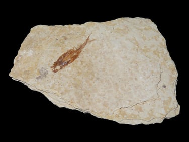 4 1/2" X 3" Fossilized Fish and Inset, Green River, Wyoming