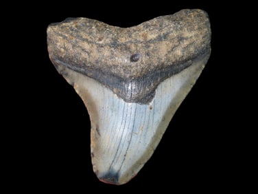 3 1/8" Fossilized Megalodon Sharks Tooth, South Carolina