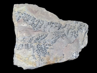 7X&" Large Fossilized Leaf Specimen, 100 Million Years Old, Illinois