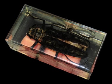 3 1/2" X 1 3/4" Stabilized Insect Specimen Rubber Root Borer, Northern Africa