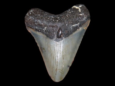 2 5/8" Fossilized Megalodon Sharks Tooth, Florida