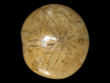 3 1/2" Fossilized Sea Urchin Starfish, Jurassic Period