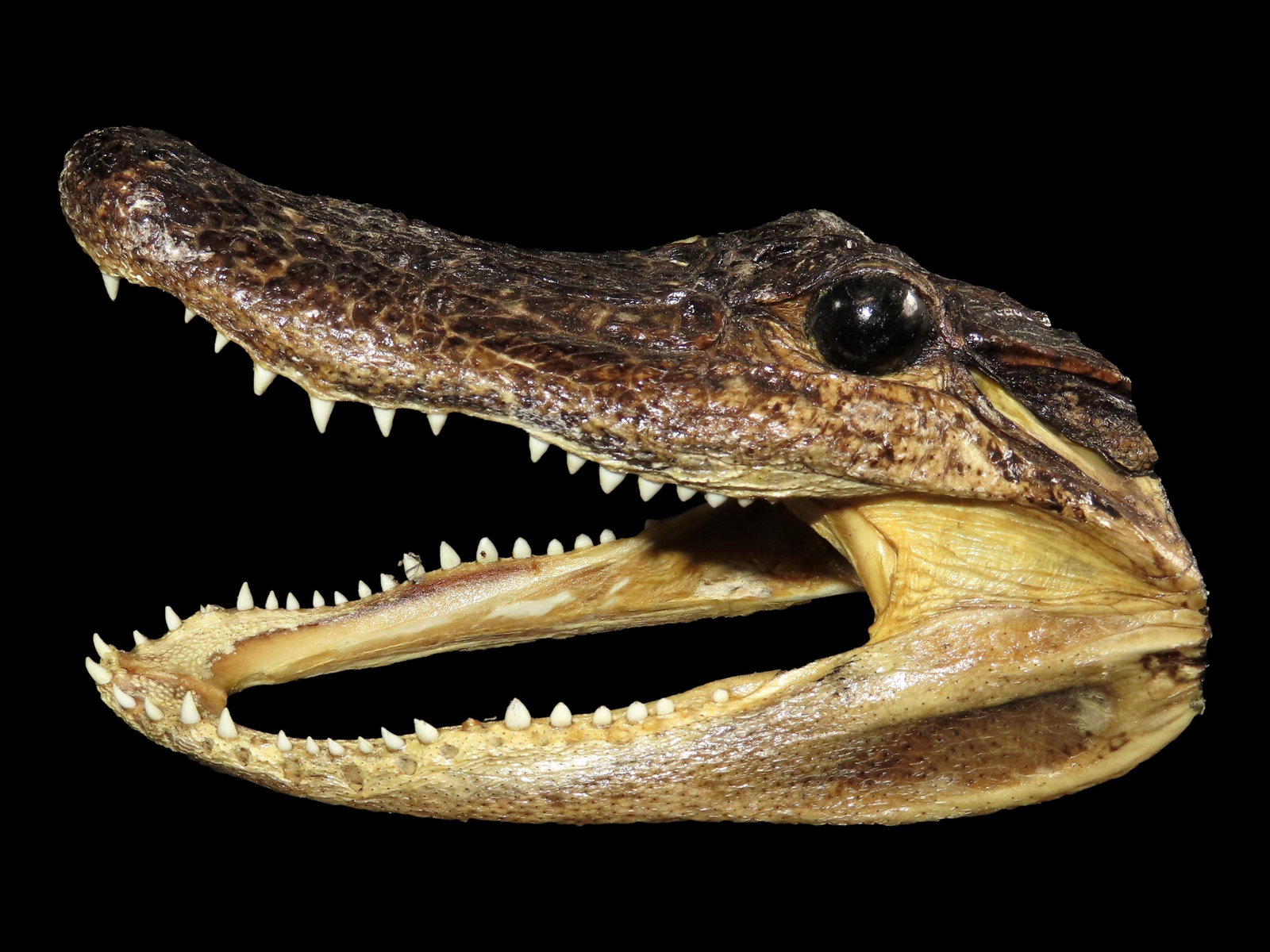 6" Taxidermy Alligator Head, Louisiana (1 of 5)
