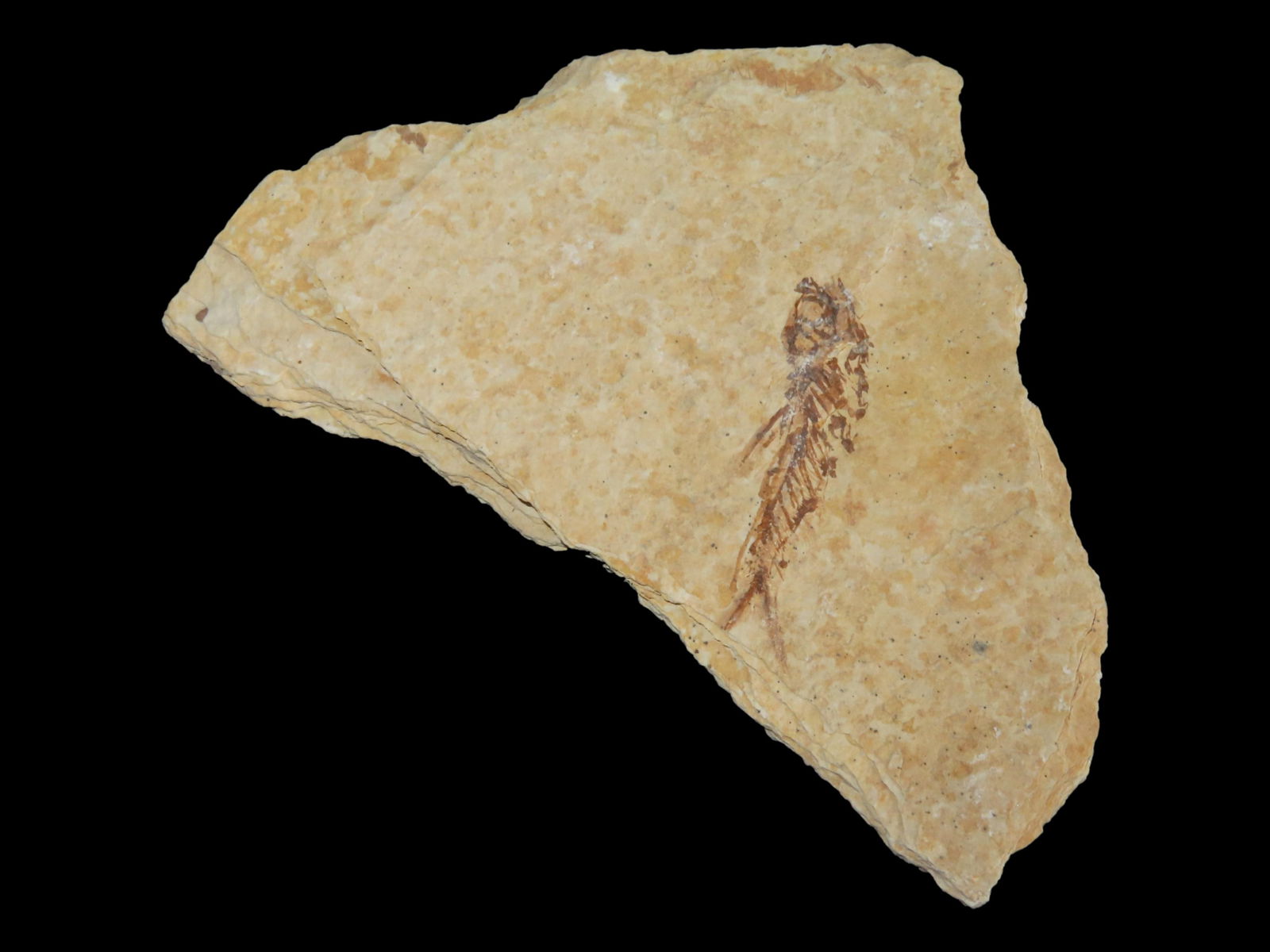 5 X 3 1/2" Fossilized Fish, Great Detail, Green River, Wyoming (1 of 2)