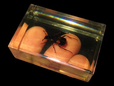 1 1/2 X 2 1/4" Stabilized Insect Specimen Asian Bombardier Beetle, Japan/North/South Korea