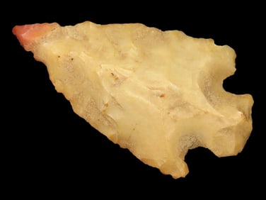 1 3/8" Bird Pt., Cross Co., Arkansas