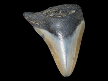 2" Polished Megalodon Fossilized Shark Tooth