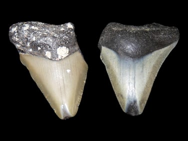 Lot of 2 Largest 1 5/8" Juvenile Megalodon Shark Tooth