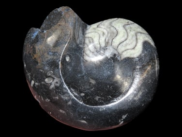 3 3/16" Fossilized Ammonite, 100 Million Years Old, Morocco