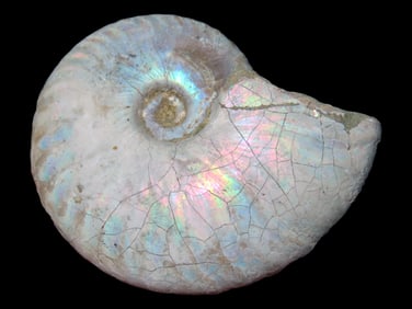 1 7/8" Iridescent Ammonite, 100 Million Years Old, Madagascar