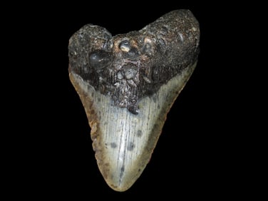 4 1/16" Fossilized Megalodon Sharks Tooth, Florida