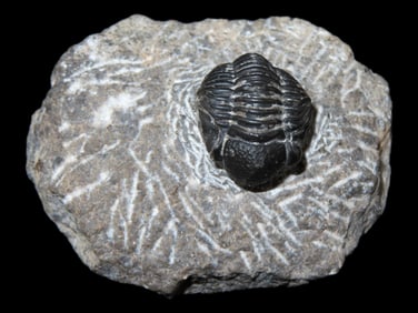 2" Tribbite in Matrix Fossilized Great Detail in 150 Million yrs old