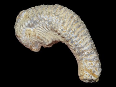 2 5/8" Zipper Oyster Fossilized Jurassic Age, 2-3 Million-145 Million Years Old from Madagascar