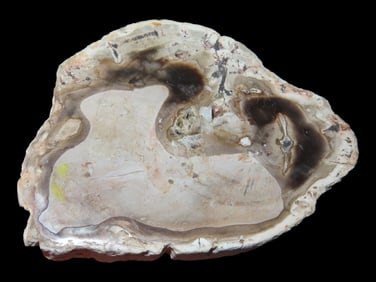 2 5/8" Piece of Petrified Wood from Morocco