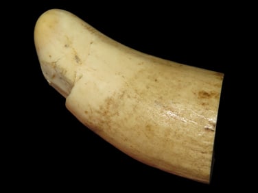 2 7/8" Large Tooth, Alaska