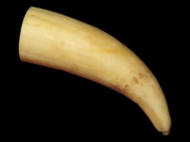 2 5/8" Large Tooth, Alaska