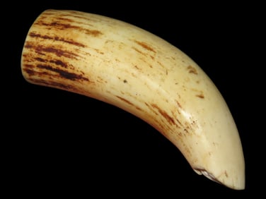 3 7/8" Large Tooth, Alaska