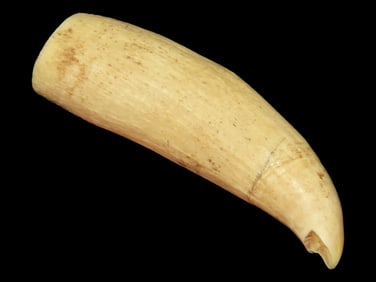 4 3/8" Large Tooth, Alaska