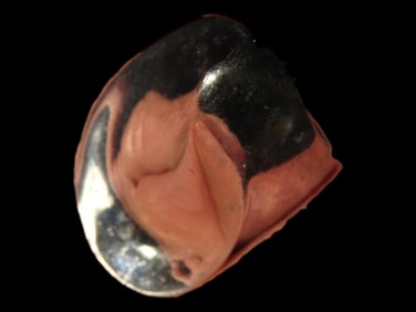 Silvertone Ring