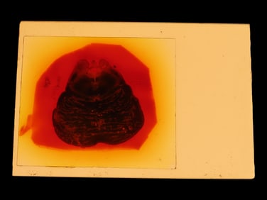 Wooden Box containing Used Microscope Slides-Unknown Use