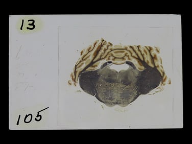 Wooden Box containing Used Microscope Slides-Unknown Use