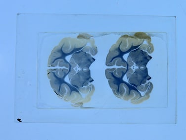 Wooden Box containing Used Microscope Slides-Unknown Use
