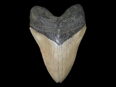 4.639" High Grade Prehistoric Fossil Megalodon Shark Tooth Fossil, Florida