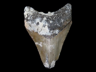 3 1/4" Fossilized Megalodon Sharks Tooth, Florida