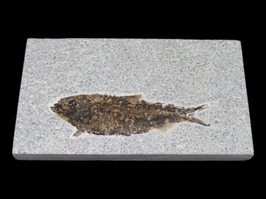 5X3" 5 Knightia Fish Fossil Green River Formation, Wyoming, 53.5-48.5 yrs. old
