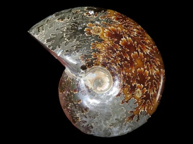 4" Very Colorful Highly Polished Ammonite Fossil