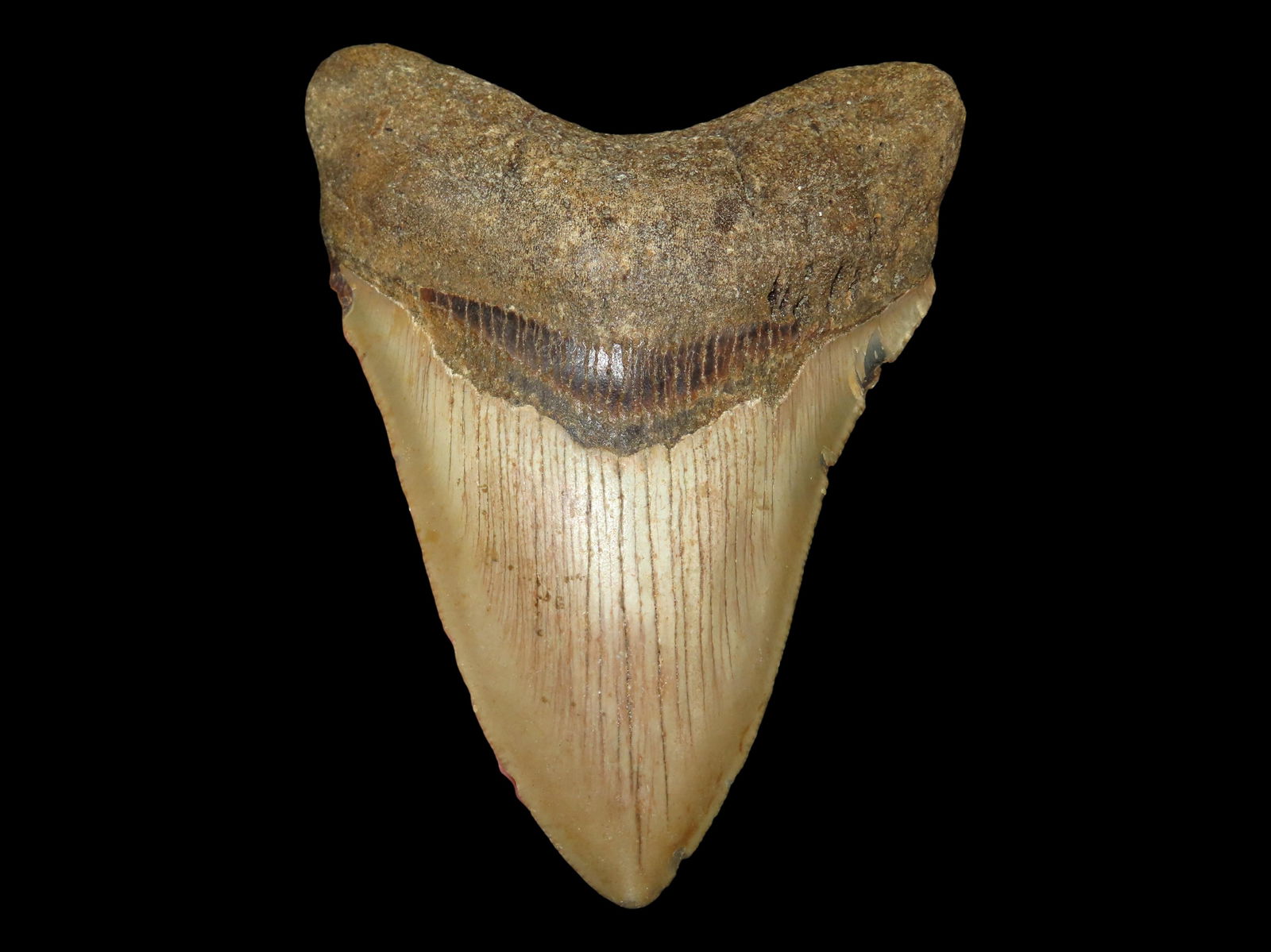 4.575" Long High Grade Prehistoric Fossil Megalodon Shark Tooth Fossil, Florida: 4.575" Long High Grade Prehistoric Fossil Megalodon Shark Tooth Fossil, Florida