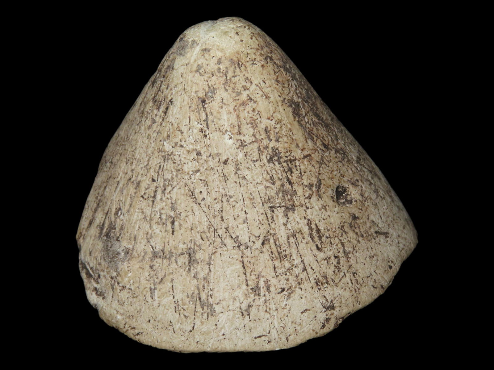 2 1/8" X 1 5/8" Limestone Cone, Found on the Pool Site Super Deep Cup. (1 of 6)