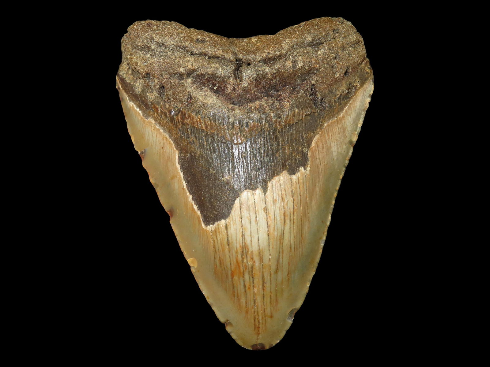 4.665 High Grade Prehistoric Fossil Megalodon Shark Tooth Fossil, Florida: 4.665 High Grade Prehistoric Fossil Megalodon Shark Tooth Fossil, Florida