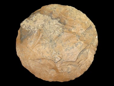 2" Top End Symmetrical and Thin Son Disc Brown Chert, Lincoln Co., Missouri